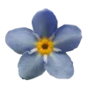Стикер 48 Flowers