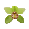 Стикер 40 Flowers