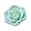 Стикер 46 Flowers