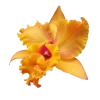 Стикер 17 Flowers