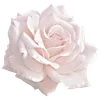 Стикер 41 Flowers Aesthetic