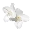 Стикер 7 Flowers Aesthetic