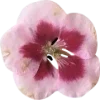 🫥 Эмодзи «Pressed flowers» для Telegram