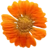 🫥 Эмодзи «Pressed flowers» для Telegram