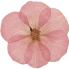 🫥 Эмодзи «Pressed flowers» для Telegram