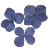 🫥 Эмодзи «Pressed flowers» для Telegram