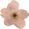 🫥 Эмодзи «Pressed flowers» для Telegram