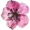 🫥 Эмодзи «Pressed flowers» для Telegram