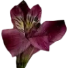 🫥 Эмодзи «Pressed flowers» для Telegram