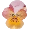 🫥 Эмодзи «Pressed flowers» для Telegram