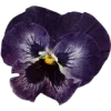 🫥 Эмодзи «Pressed flowers» для Telegram