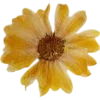 🫥 Эмодзи «Pressed flowers» для Telegram