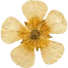 🫥 Эмодзи «Pressed flowers» для Telegram