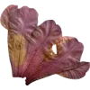 🫥 Эмодзи «Pressed flowers» для Telegram