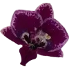 🫥 Эмодзи «Pressed flowers» для Telegram