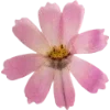 🫥 Эмодзи «Pressed flowers» для Telegram