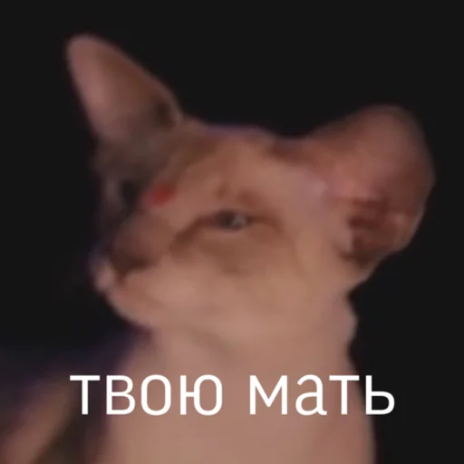 😐 Стикер «дашка каплан» для Telegram