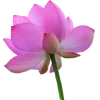 Стикер 3 Flowers, tea and peace