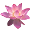 Стикер 38 Flowers, tea and peace