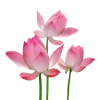 Стикер 6 Flowers, tea and peace