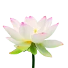 Стикер 18 Flowers, tea and peace