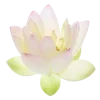 Стикер 30 Flowers, tea and peace