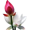 Стикер 20 Flowers, tea and peace