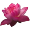 Обложка набора Flowers, tea and peace