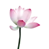Стикер 33 Flowers, tea and peace