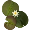 Стикер 9 Flowers, tea and peace