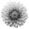 🌸 Эмодзи «flowers and something» для Telegram