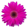 🌸 Эмодзи «flowers and something» для Telegram