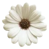 🌸 Эмодзи «flowers and something» для Telegram