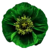 🌸 Эмодзи «flowers and something» для Telegram