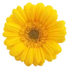 🌸 Эмодзи «flowers and something» для Telegram