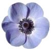 🌸 Эмодзи «flowers and something» для Telegram