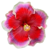 🌸 Эмодзи «flowers and something» для Telegram