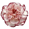 🌸 Эмодзи «flowers and something» для Telegram