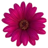 🌸 Эмодзи «flowers and something» для Telegram