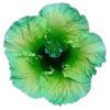 🌸 Эмодзи «flowers and something» для Telegram