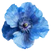 🌸 Эмодзи «flowers and something» для Telegram