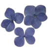 Стикер 16 Цветы - blossom flowers