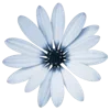 Стикер 39 Цветы - blossom flowers