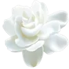 Стикер 29 Цветы - blossom flowers