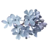 Стикер 21 Цветы - blossom flowers