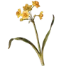 Стикер 34 Цветы - blossom flowers