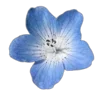 Стикер 15 Цветы - blossom flowers