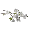 Стикер 2 Цветы - blossom flowers