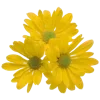 Стикер 53 Цветы - blossom flowers