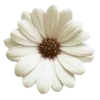 Стикер 23 Цветы - blossom flowers